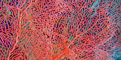 Sea Fan, Sea Whips, Gorgonian, Lembeh, North Sulawesi, Indonesia, Asia
