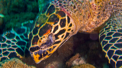 Fototapeta na wymiar Hawksbill Sea Turtle, Eretmochelys imbricata, Coral Reef, North Ari Atoll, Maldives, Indian Ocean, Asia