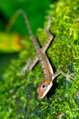Anolis, Anole Lizard, Tropical Rainforest, Costa Rica, America