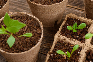 Potted flower seedlings growing in biodegradable peat moss pots on white wooden background. Zero waste, recycling, plastic free gardening concept background.