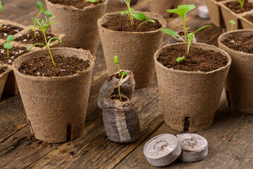 Potted flower seedlings growing in biodegradable peat moss pots on white wooden background. Zero waste, recycling, plastic free gardening concept background.