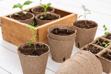 Potted flower seedlings growing in biodegradable peat moss pots on white wooden background. Zero waste, recycling, plastic free gardening concept background.