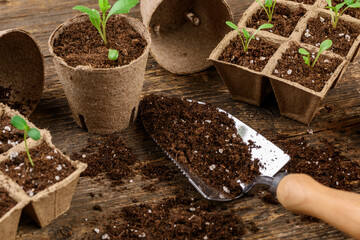 Potted flower seedlings growing in biodegradable peat moss pots. Zero waste, recycling, plastic...