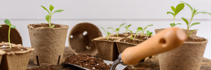 Potted flower seedlings growing in biodegradable peat moss pots. Zero waste, recycling, plastic free gardening concept banner.