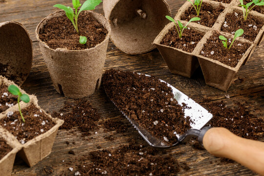 Potted flower seedlings growing in biodegradable peat moss pots. Zero waste, recycling, plastic free concept.