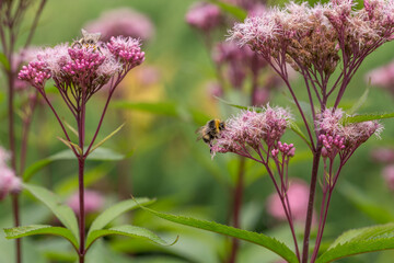 Fluffy bumblebee on pink flowers in the garden. Pollination, insects in the wild.