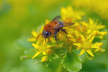 Fluffy bumblebee on yellow sedum flowers in the garden. Pollination, insects in the wild.