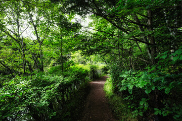 軽井沢の雲場池を一周できる遊歩道の夏の風景