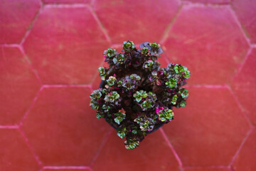 Colorful bushy plant with variegated leaves in a pot, kept on red floor with hexagonal tiles