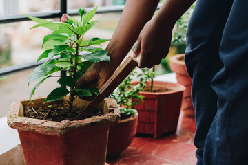 Taking care of house plants, loosening soil, plucking unhealthy leaves for better growth and...