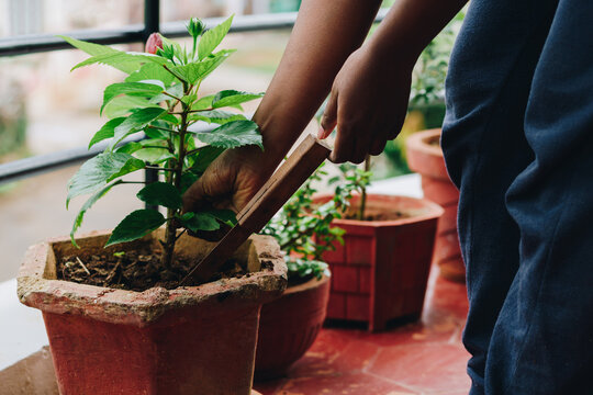 Taking Care Of House Plants, Loosening Soil, Plucking Unhealthy Leaves For Better Growth And Development