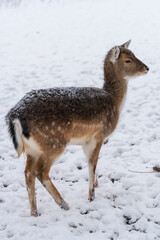 Naklejka na ściany i meble Young fallow deer walking through snow in the local park during a snowstorm in the wintertime in Dordrecht in Holland, The Netherlands.