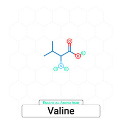 Valine Chemical Structure Essential Amino Acid Organic Molecules, Functional, Side Chain, Carboxyl, Amino Group, Protein Building Block Isolated on Whited Background, Chemistry, Biology