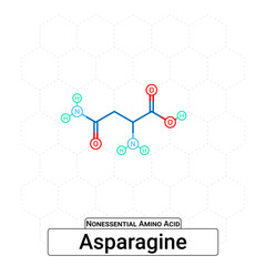 Asparagine Chemical Structure Non-Essential Amino Acid Organic Molecules, Functional, Side Chain, Carboxyl, Amino Group, Protein Building Block Isolated on Whited Background, Chemistry, Biology