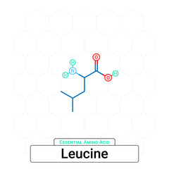 Leucine Chemical Structure Essential Amino Acid Organic Molecules, Functional, Side Chain, Carboxyl, Amino Group, Protein Building Block Isolated on Whited Background, Chemistry, Biology