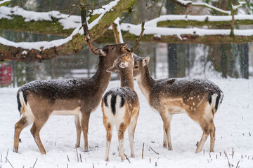 Fallow deer standing under a snow-covered tree in the local park during a snowstorm in the wintertime in Dordrecht in Holland, The Netherlands.