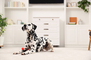 Adorable Dalmatian dog lying on rug indoors