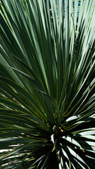 Naklejka na ściany i meble Tropical palm leaves background. Minimal nature texture. Summer Style