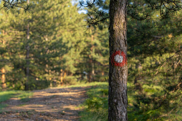 Hiking trail road with red and white circular mark on tree bark - 568738493