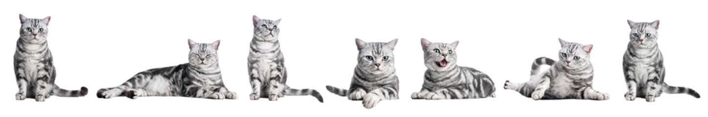 Cute cat collection isolated on white transparent background.. British shorthair silver tabby kitten breed, purebred