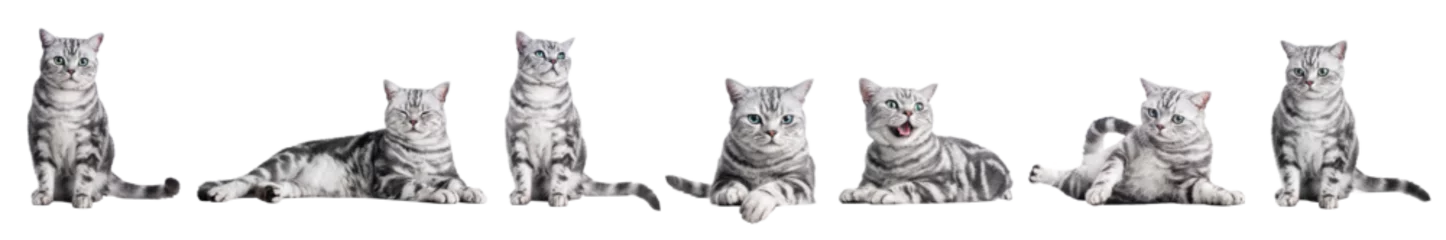 Rolgordijnen Cute cat collection isolated on white transparent background.. British shorthair silver tabby kitten breed, purebred © Photocreo Bednarek