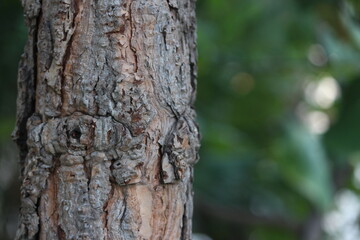 Tree Trunk