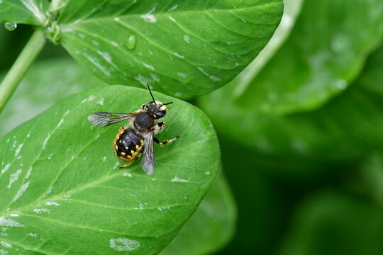 Anthidium manicatum