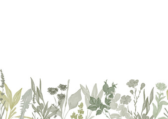 Floral seamless border with watercolor plants and herbs. Olive tree, rose hip, plantain, chamomile