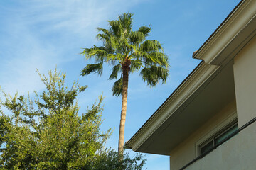 Fototapeta na wymiar Beautiful green palm tree against blue sky