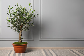 Olive tree in pot on floor near light grey wall in room, space for text. Interior element