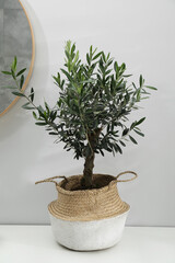 Beautiful young potted olive tree on white table near grey wall indoors. Interior element