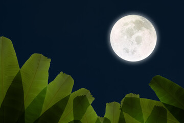 Image of silhouette banana leaves under the moonlight on bright full moon and dark summer blue sky for Asian travel advertising background.Moon image furnished by NASA.