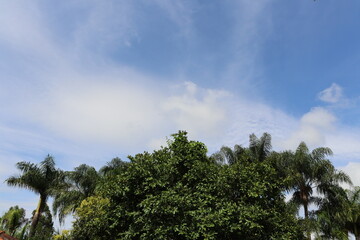 Obraz premium clouds and trees