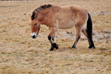 Przewalski's horse on a spring pasture. Horse rescue program, restoration of the steppe in the Dívčí hrady locality, Czech Republic. Rare and endangered wild horse. originally native in Central Asia.