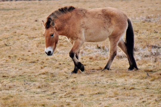 Przewalski's horse on a spring pasture. Horse rescue program, restoration of the steppe in the D&iacute;vč&iacute; hrady locality, Czech Republic. Rare and endangered wild horse. originally native in Central Asia.