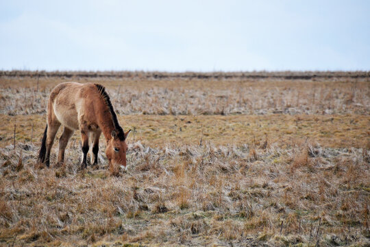 Przewalski's horse on a spring pasture. Horse rescue program, restoration of the steppe in the D&iacute;vč&iacute; hrady locality, Czech Republic. Rare and endangered wild horse. originally native in Central Asia.