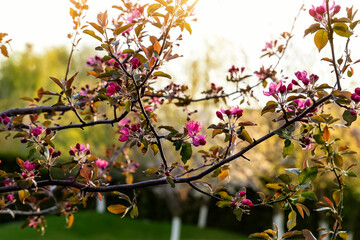 Close-up detail beautiful apple tree branch with blossoming pink flower against warm sunset sun light in frui garden at home yard. Blooming orchard nature background. Spring time season