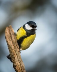 Fototapeta premium Great Tit Parus major