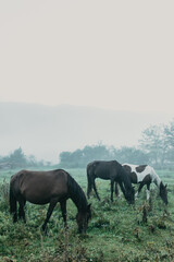 Obraz premium Vertical outdoor image of herd of strong healthy beautiful horses grazing in filed or meadow in early misty foggy morning with cloudy gray sky, pinching green grass. Domesticated animals