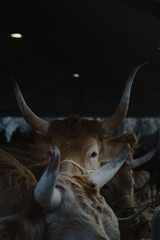 Un buey rodeado de animales mirando a la cámara