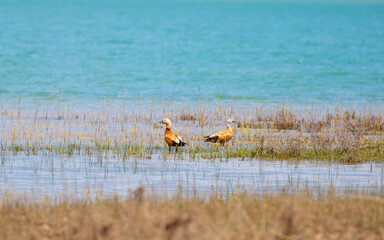Wild ducks in the pond. A male and female mallard swim in a blue water pond looking for food.