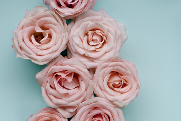 Pink roses close up, blue background 