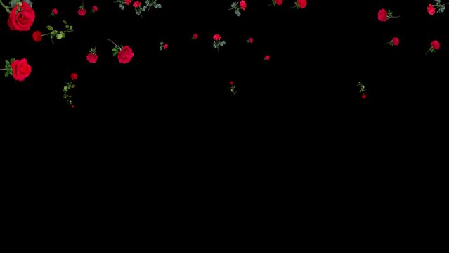 Falling isolated red roses. Natural summer flowers. Black screen. Loop. 59,94fps