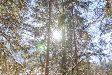 trees and sky in a snow forest