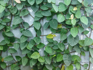 green ivy leaves in the wall