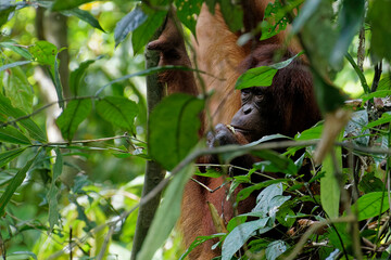 Die wundervolle tropische Welt von Borneo