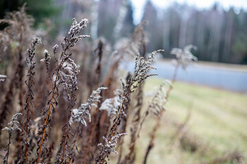reeds and plants in hoarfrost on the golf course