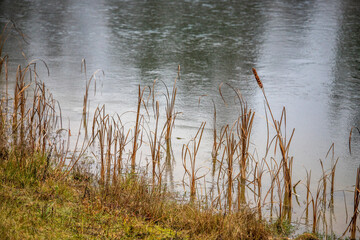Closeup of reeds in the water - with water reflection