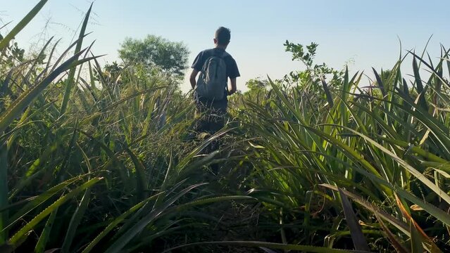 Slow motion view of backpacker man wondering through Pineapple garden field