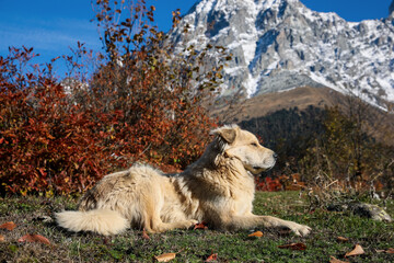 Adorable dog in mountains on sunny day